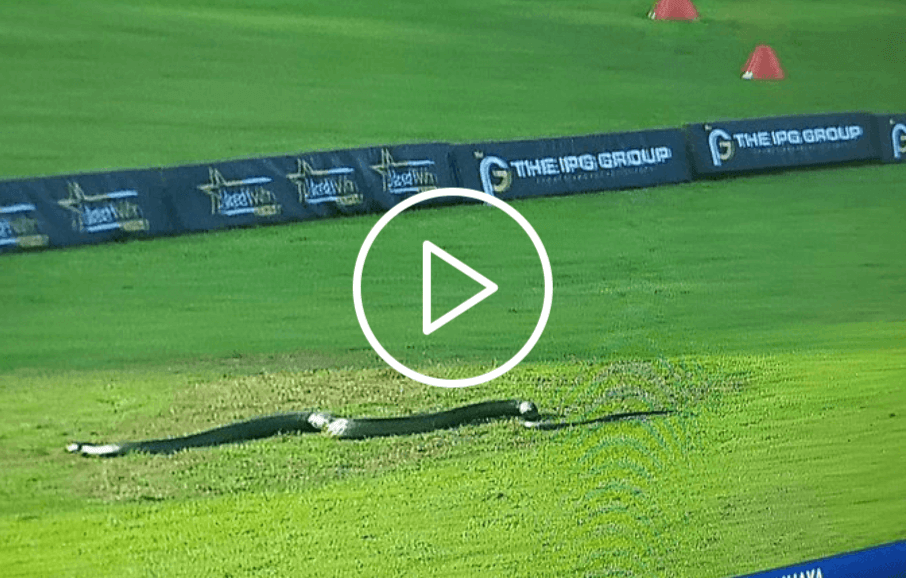 [Watch] Snake Enters The Field as LPL Game Featuring Shakib, Shanaka & Seifert Gets Interrupted